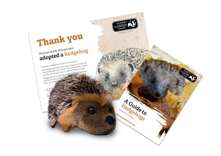 Hedgehog adoption pack