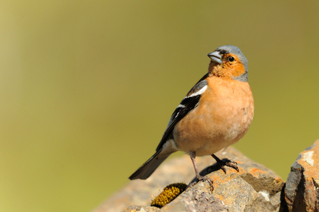 Chaffinch