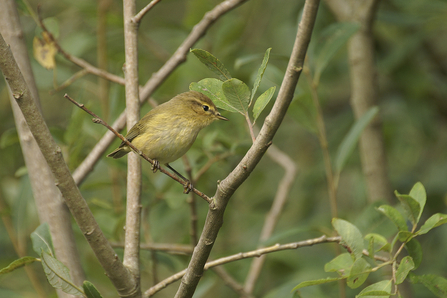 Chiffchaff