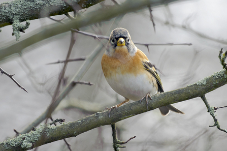 Brambling