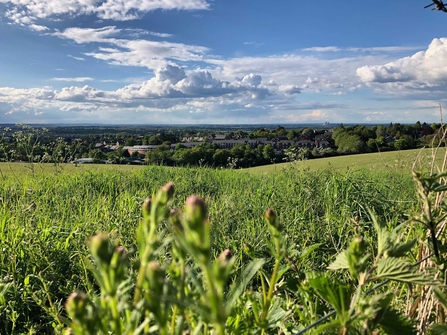 Pewley Down