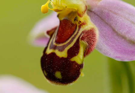 Bee orchid