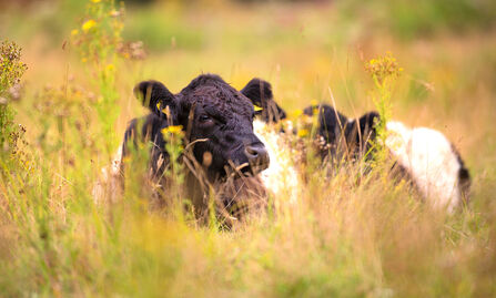 Belted galloway cattle