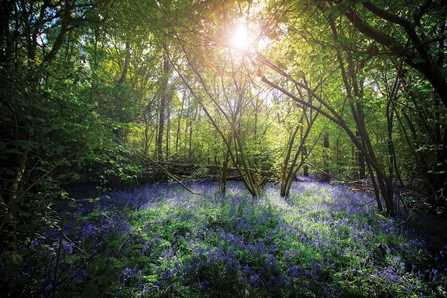 Cucknell's Wood