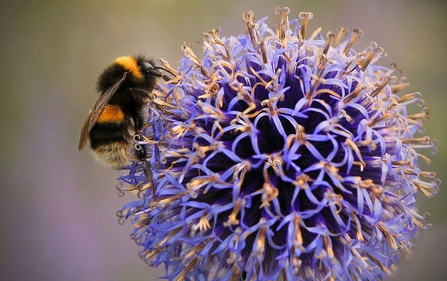 Buff tailed bumblebee