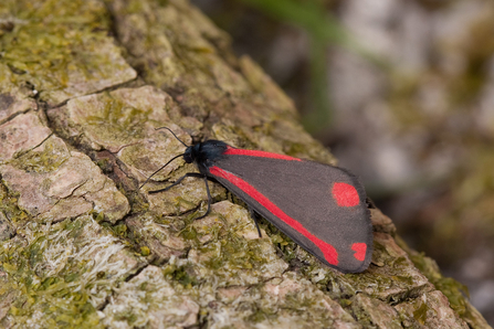 Cinnabar moth