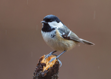 Coal tit