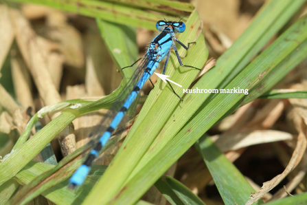 Common blue damselfly