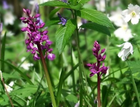 Early purple orchids