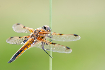 Four spotted chaser