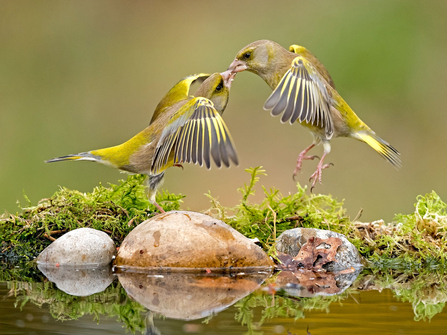 Greenfinch