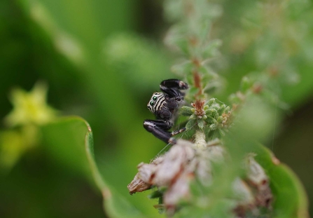 Gorilla jumping spider