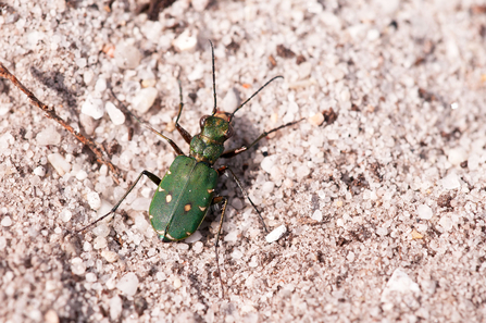 Green tiger beetle