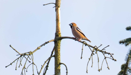 Hawfinch