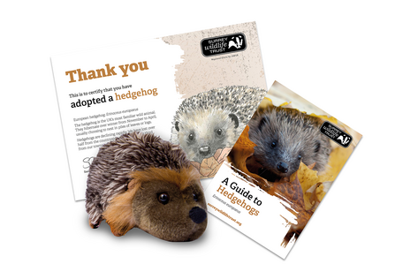 Hedgehog adoption pack