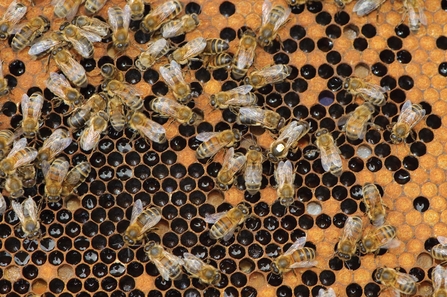 Honey bee hive