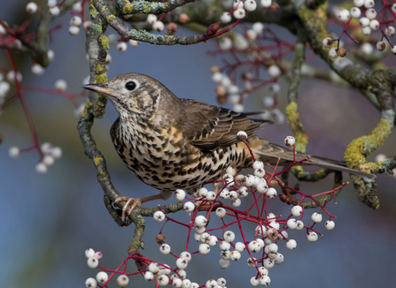 Mistle Thrush -  Donald Sutherland