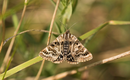 Mother Shipton moth