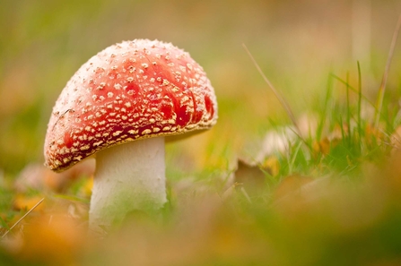 Fly agaric