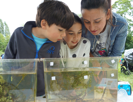 Pond dipping