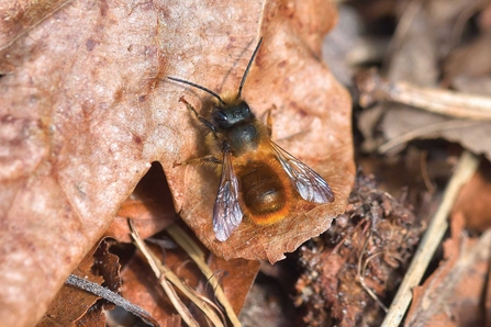 Honey bee The Wildlife Trusts, Honey Bee 