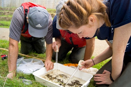 Riverfly survey