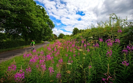 Hedgerows