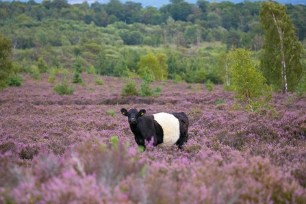 Belted Galloway Cattle