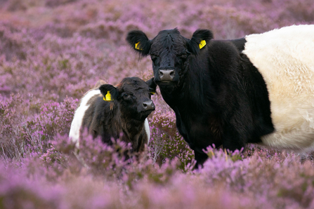 Belted Galloway Cattle