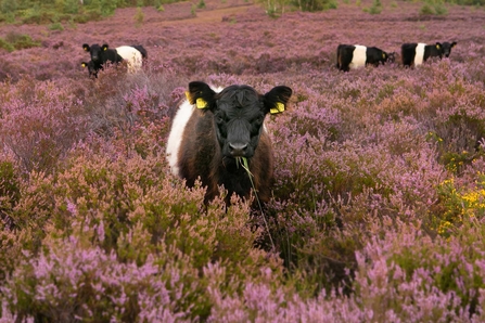 Belted Galloway Cattle