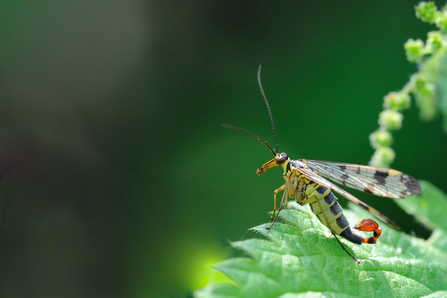 Scorpion fly