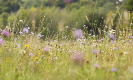 Chalk grassland at Sheepleas