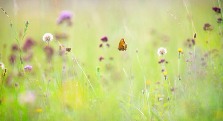 Chalk Grassland