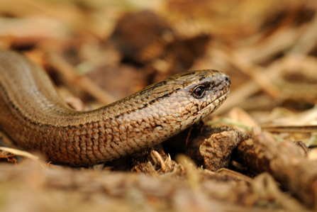 Slow worm