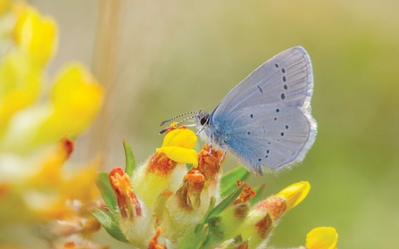 Small blue butterfly