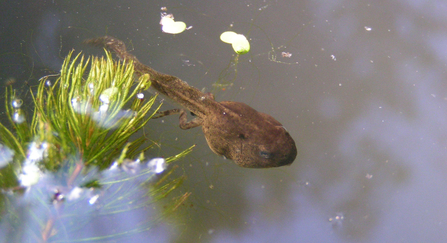 Common frog tadpole