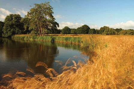 Thundry Meadows