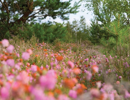 Heather landscape