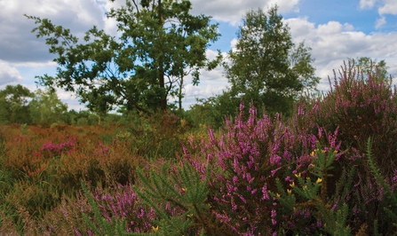 Whitmoor Common