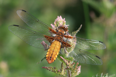 Broad bodied chaser