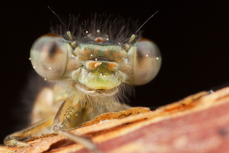 Damselfly macro