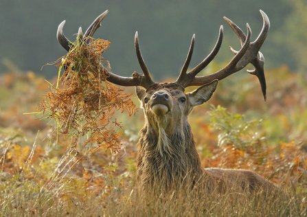 Red deer stag