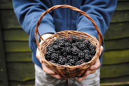 Blackberries