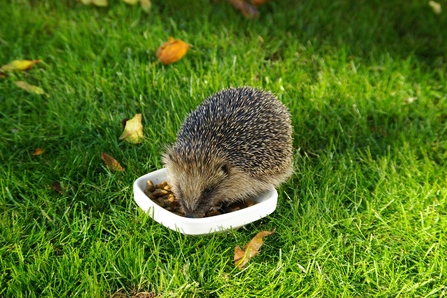Feeding hedgehog