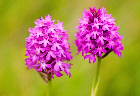 Pyramidal orchid