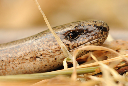 Slow worm