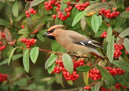 Foraging waxwing