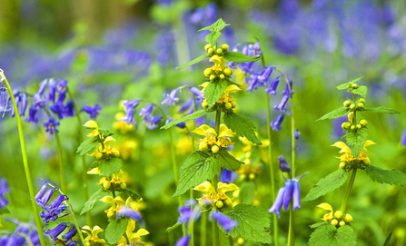 Yellow archangel