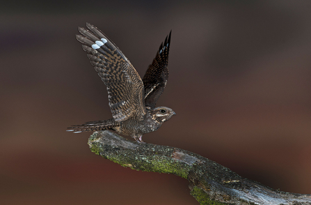 Nightjar 