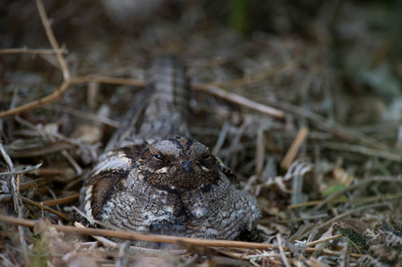 Nesting nightjar